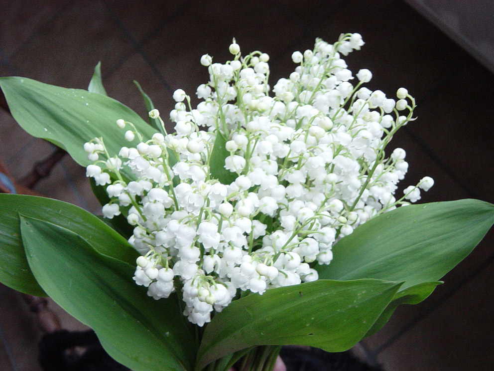 muguet